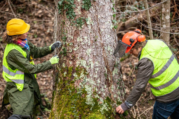 How Our Tree Care Process Works  in  Westover, WV