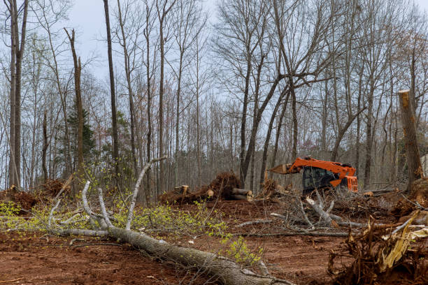 Westover, WV Tree Services Company